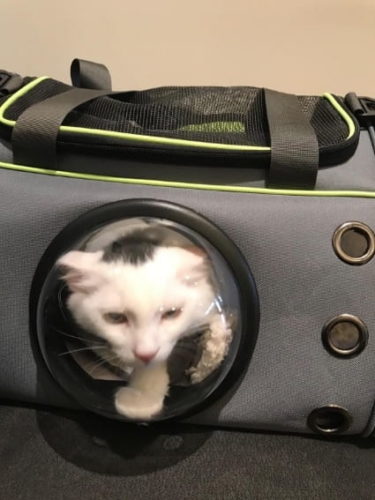 Pet Carrier Comfortable Space Capsule Handbag photo review
