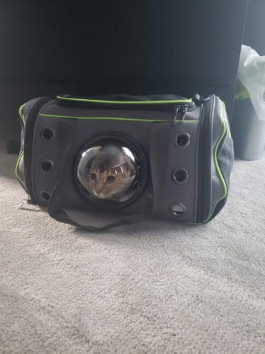 Pet Carrier Comfortable Space Capsule Handbag photo review