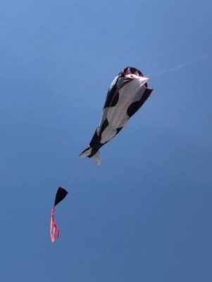 Frameless Dolphine Parafoil Kite photo review