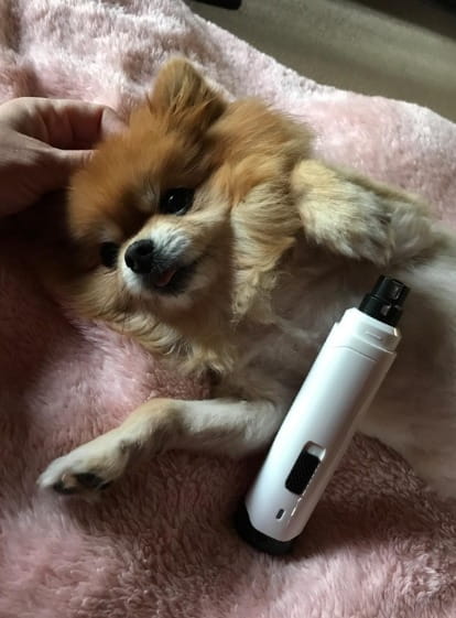 Dog Nail Grinder Rechargeable 2- Speed Dog Nail Trimmer photo review